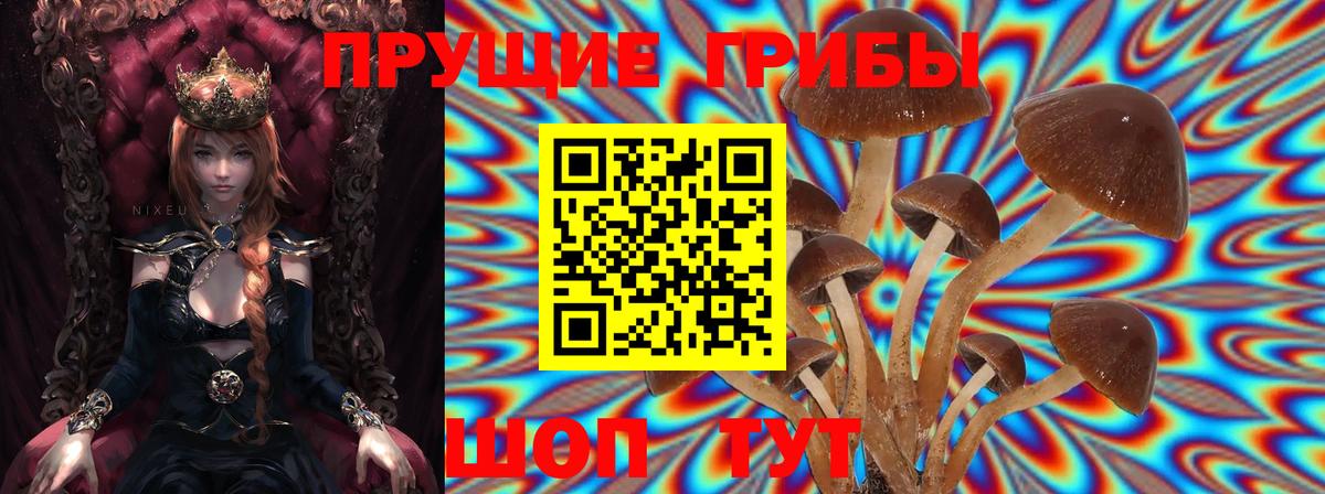 Бор  Псилоцибиновые грибы Cubensis  Вход с VPN 
